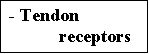 KINESTHETIC TENDON RECEPTORS